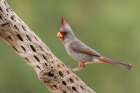 Male pyrrhuloxia Art Print
